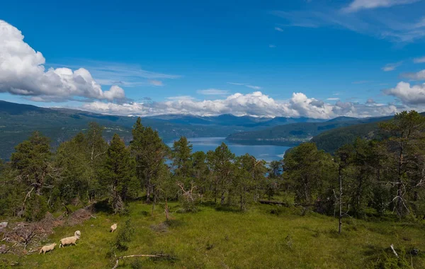 Kilátás a Breimsvatn-tóra, Jolster, Norvégia. 2019. július — Stock Fotó