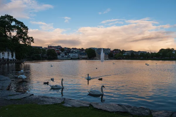 Zwanen in Stavanger Sentrum Byparken aan het meer Breiavatnet. Stavanger, Noorwegen, juli 2019 — Stockfoto