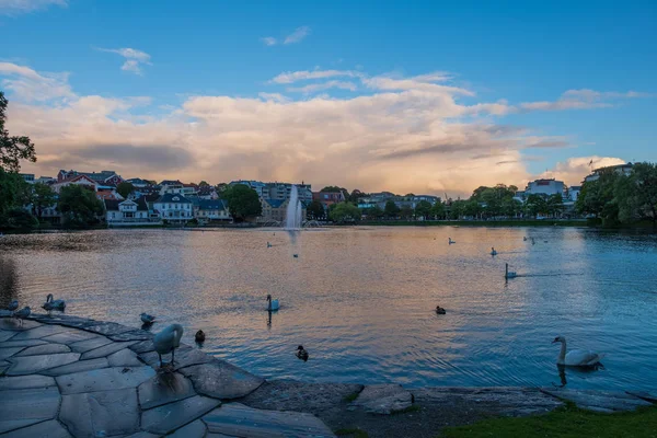 Cisnes em Stavanger Sentrum Byparken no lago Breiavatnet. Stavanger, Noruega, julho de 2019 — Fotografia de Stock