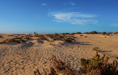 Corralejo yakınlarındaki kum tepeciklerinde dalgalanmalar, arkada volkan dağları, Fuerteventura, Kanarya Adaları, İspanya. Ekim 2019