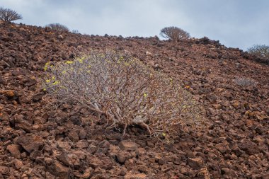 Lobos Adası, İspanya - Ekim 2019. Lobos Adası, Fuerteventura, Corralejo açıklarındaki ıssız bir volkanik adadır.