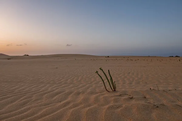 Ringar Sanddyn Nära Corralejo Med Vulkanberg Bakgrunden Fuerteventura Kanarieöarna Spanien — Stockfoto