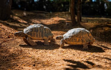 Kaplumbağalar toprakta yürür, makro çekim, odak dışı arka plan, yakın çekim, sevimli küçük sürüngen. Fuerteventura Adası, La Lajita. Kanarya, İspanya, Ekim 2019