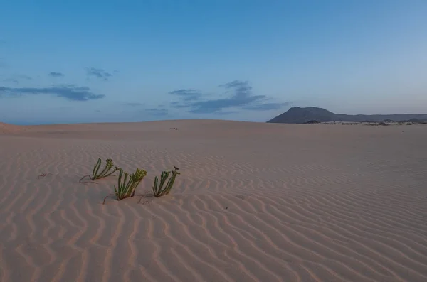 Rimpels Zandduin Bij Corralejo Met Vulkaanbergen Achtergrond Fuerteventura Canarische Eilanden — Stockfoto