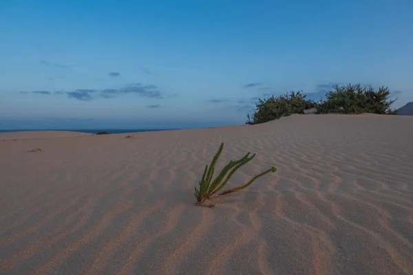 Ripples Sand Dune Corralejo Volcano Mountains Background Fuerteventura Canary Islands — Stock Photo, Image