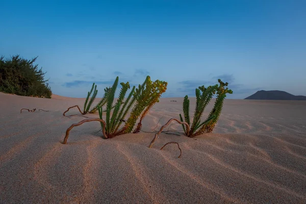 Ondulações Dunas Areia Perto Corralejo Com Montanhas Vulcânicas Fundo Fuerteventura — Fotografia de Stock