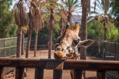 Hayvanat bahçesindeki zürafa. La Lajita, Fuerteventura Adası, Kanarya, İspanya. Ekim 2019