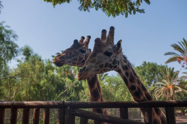 Hayvanat bahçesindeki zürafa. La Lajita, Fuerteventura Adası, Kanarya, İspanya. Ekim 2019