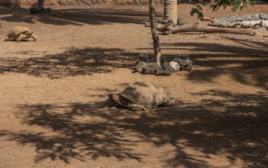 Dağ kaplumbağası (Geochelone pardalis) doğal çevrede, Fuerteventura, Kanarya Adaları, İspanya. Ekim 2019
