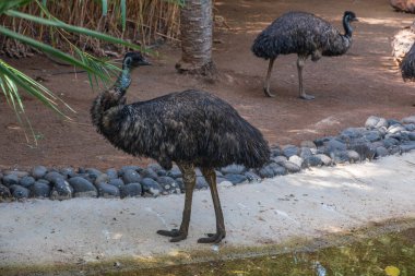 La Lajita köyündeki Fuerteventura adasındaki hayvanat bahçesindeki Emu Kuşu. Kanarya adası, İspanya. Ekim 2019