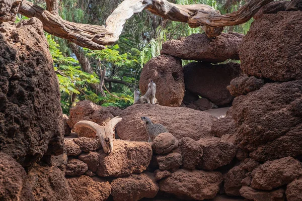 Cerca Vigilando Meerkat Stading Guard Fuerteventura Zoológico Lajita Octubre 2019 — Foto de Stock