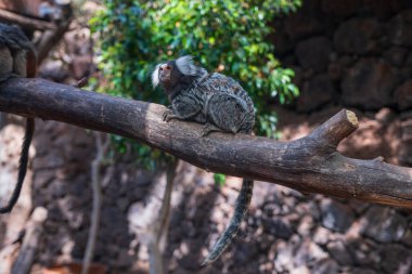 Marmoset, La Lajita, Fuerteventura 'daki Oasis Patk şubesinde. Kanarya Adaları, İspanya, Ekim 2019