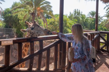 La Lajita, Fuerteventura, Kanarya Adaları 'ndaki vaha parkında zürafa besleyen genç bir kadın. Ekim 2019