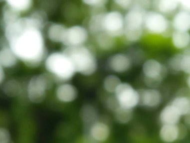 Abstract bokeh green with blur green leaves background.