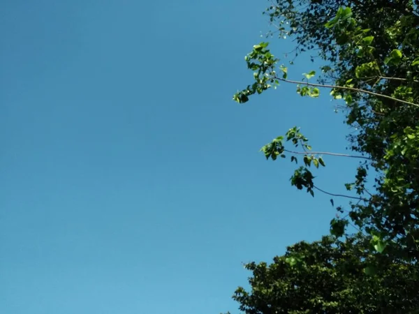 Fundo Céu Luz Solar Sem Nuvens Ajuste Folhas Árvore Verde — Fotografia de Stock