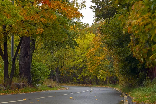 Road in the autumn forest after rain