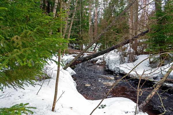 Spring Creek fluye a través del bosque —  Fotos de Stock