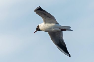 Gökyüzüne doğru uzanan kanatlarıyla uçan martılar.
