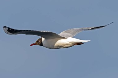 Gökyüzüne doğru uzanan kanatlarıyla uçan martılar.