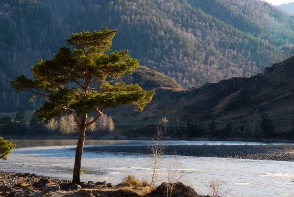 El árbol en la orilla de un río de montaña —  Fotos de Stock