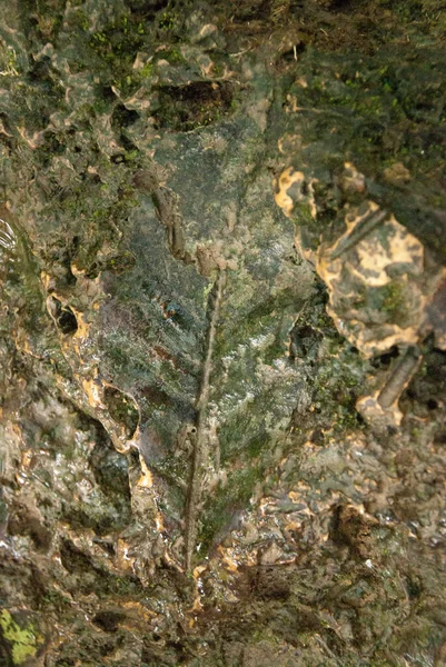 La huella de la hoja de una planta tropical en piedra — Foto de Stock