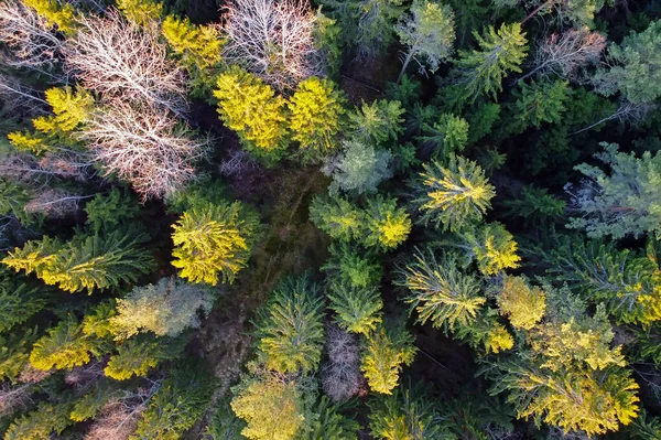 Vista de floresta verticalmente abaixo de uma altura — Fotografia de Stock