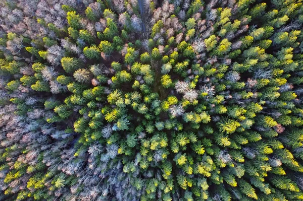 Vista de floresta verticalmente abaixo de uma altura — Fotografia de Stock