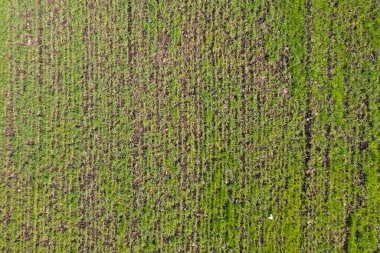 Yeşil alan alçak çim, doku, arkaplan