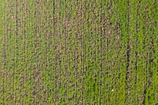 Yeşil alan alçak çim, doku, arkaplan — Stok fotoğraf