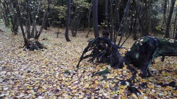 Árbol Negro Caído Bosque Sueco Durante Otoño Pasado — Vídeo de stock