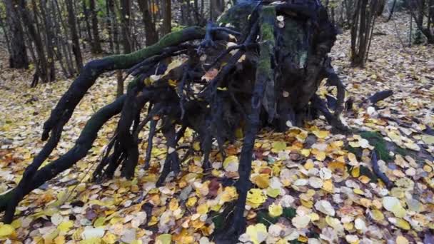 Un arbre noir tombé dans la forêt suédoise à l'automne dernier 