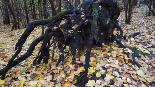 Árbol Negro Caído Bosque Sueco Durante Otoño Pasado — Vídeo de stock