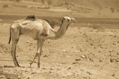 İki deve çölde seyahat