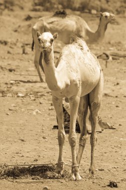 İki deve çölde seyahat