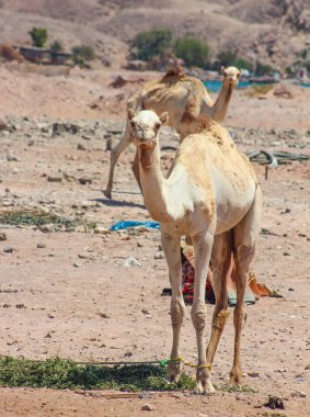 İki deve çölde seyahat