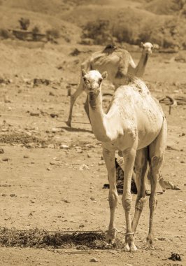 İki deve çölde seyahat
