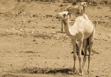 İki deve çölde seyahat