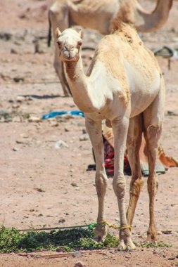 İki deve çölde seyahat