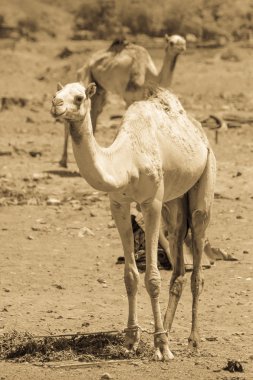 İki deve çölde seyahat