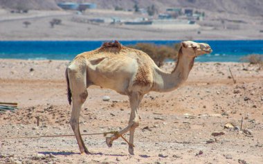 İki deve çölde seyahat