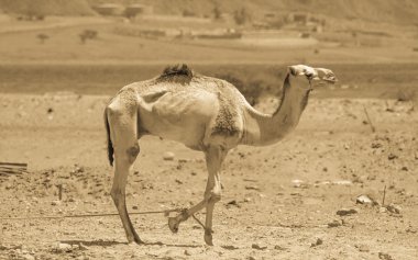 İki deve çölde seyahat