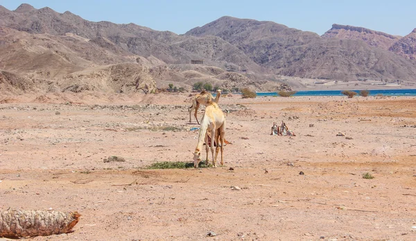 Dos camellos viajando por el desierto —  Fotos de Stock