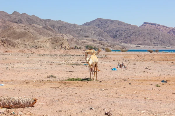 Dos camellos viajando por el desierto —  Fotos de Stock