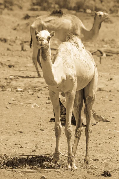 İki deve çölde seyahat