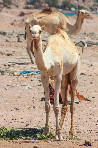 Zwei Kamele in der Wüste unterwegs — Stockfoto
