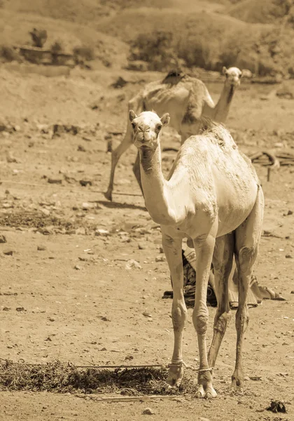 Dos camellos viajando por el desierto — Foto de Stock