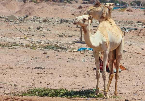 Twee kamelen in de woestijn reizen — Stockfoto