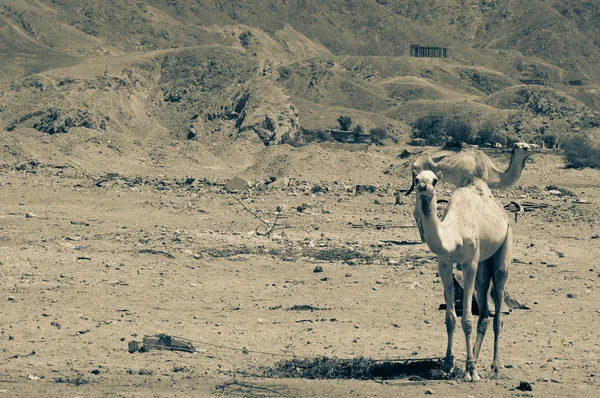 Два верблюди подорожують пустелею — стокове фото
