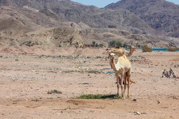 Twee kamelen in de woestijn reizen — Stockfoto