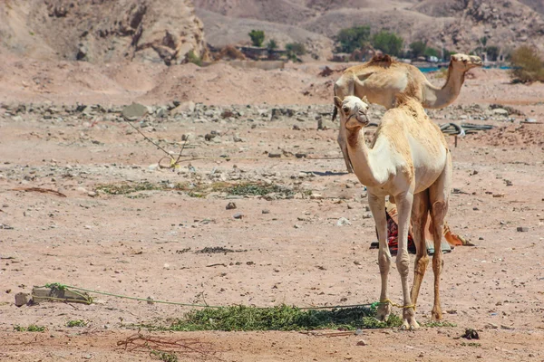 Twee kamelen in de woestijn reizen — Stockfoto